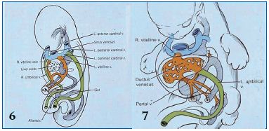 Venous embryology: the key to understanding anomalous venous conditions ...